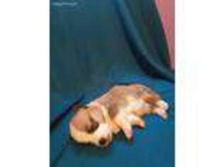Pembroke Welsh Corgi Puppy for sale in Grayling, MI, USA