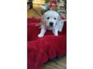 Mutt Puppy for sale in Lewistown, PA, USA