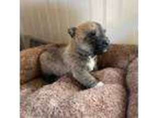 Norwich Terrier Puppy for sale in Longview, WA, USA