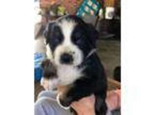 Australian Shepherd Puppy for sale in Cumberland Gap, TN, USA