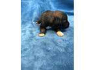 Mutt Puppy for sale in Barton, VT, USA