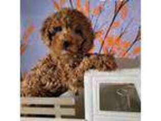 Goldendoodle Puppy for sale in Litchfield Park, AZ, USA