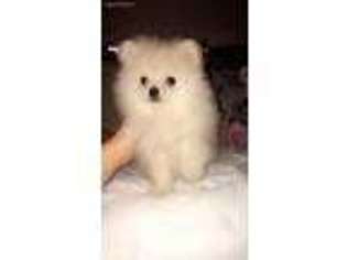 Pomeranian Puppy for sale in Baton Rouge, LA, USA