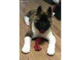 Akita Puppy for sale in Oxford, MI, USA