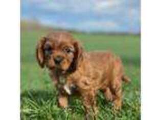 Cavalier King Charles Spaniel Puppy for sale in Delevan, NY, USA