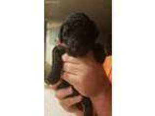 Mutt Puppy for sale in Elizabethtown, NC, USA