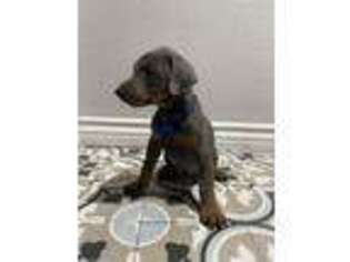 Doberman Pinscher Puppy for sale in Lancaster, CA, USA