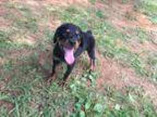 Rottweiler Puppy for sale in Spotsylvania, VA, USA