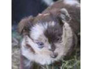 Mutt Puppy for sale in Adair, IA, USA