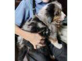 Australian Shepherd Puppy for sale in Newaygo, MI, USA
