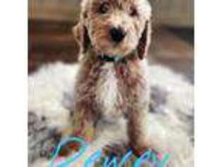 Goldendoodle Puppy for sale in Beaverton, MI, USA