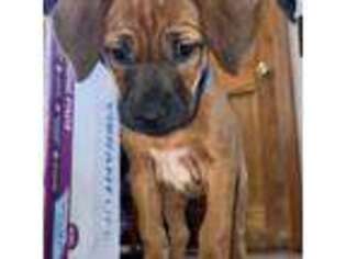 Rhodesian Ridgeback Puppy for sale in Red Feather Lakes, CO, USA