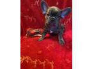 French Bulldog Puppy for sale in Annandale, VA, USA