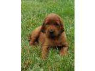 Irish Setter Puppy for sale in Beecher City, IL, USA