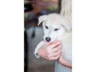 Alaskan Malamute Puppy for sale in Englewood, CO, USA