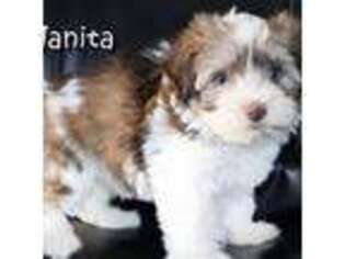 Havanese Puppy for sale in Eugene, OR, USA
