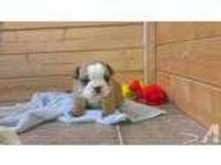 Bulldog Puppy for sale in WINCHESTER, VA, USA