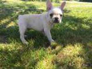 French Bulldog Puppy for sale in Brodhead, WI, USA