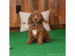 Goldendoodle Puppy for sale in Centreville, MI, USA