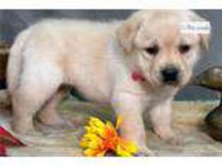 Labrador Retriever Puppy for sale in Kirksville, MO, USA