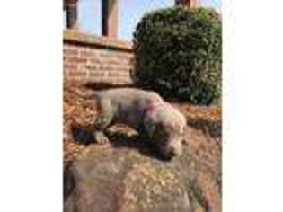 Labrador Retriever Puppy for sale in Montgomery, IN, USA