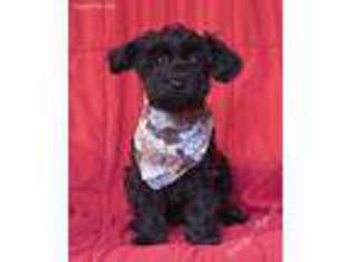 Mutt Puppy for sale in West Milford, NJ, USA