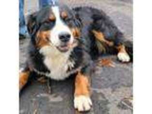 Bernese Mountain Dog Puppy for sale in Gillett, WI, USA