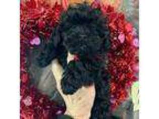 Shih-Poo Puppy for sale in Falcon, CO, USA