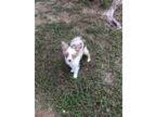 Miniature Australian Shepherd Puppy for sale in Mabank, TX, USA