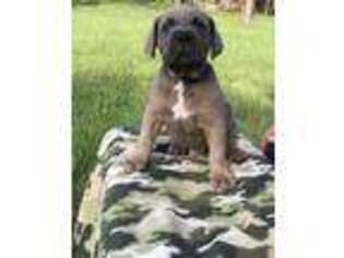 Cane Corso Puppy for sale in West Palm Beach, FL, USA