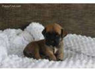 Mastiff Puppy for sale in Middlebury, IN, USA