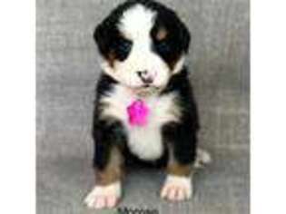 Bernese Mountain Dog Puppy for sale in Montrose, MI, USA