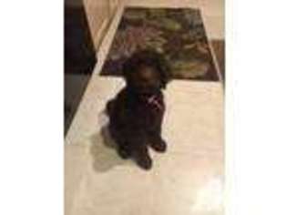 Labradoodle Puppy for sale in TRACY, CA, USA
