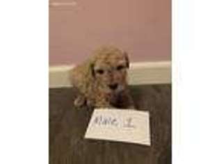 Goldendoodle Puppy for sale in Hyden, KY, USA