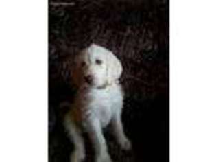 Labradoodle Puppy for sale in Talihina, OK, USA