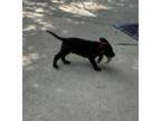 Labrador Retriever Puppy for sale in Fulton, MO, USA