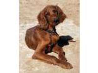 Irish Setter Puppy for sale in Trinidad, CO, USA