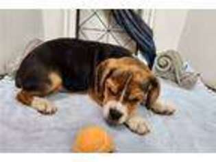 Beabull Puppy for sale in Omaha, NE, USA