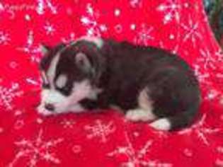 Siberian Husky Puppy for sale in Staples, MN, USA