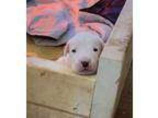 Dogo Argentino Puppy for sale in Raymond, NH, USA