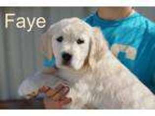 Golden Retriever Puppy for sale in Azle, TX, USA