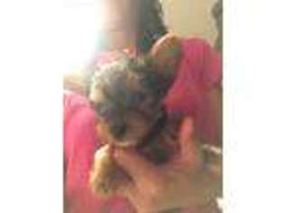 Yorkshire Terrier Puppy for sale in Fresh Meadows, NY, USA