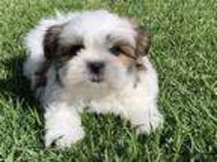 Mutt Puppy for sale in Pasadena, CA, USA