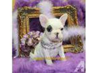 French Bulldog Puppy for sale in DOUGLAS, GA, USA