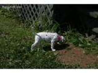 Dalmatian Puppy for sale in Williston, VT, USA