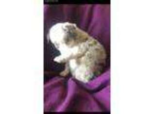 Miniature Australian Shepherd Puppy for sale in Chittenango, NY, USA