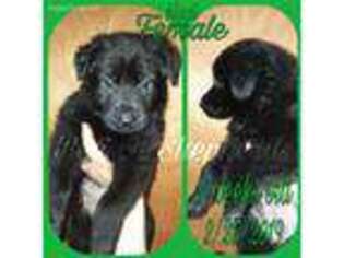 German Shepherd Dog Puppy for sale in Challis, ID, USA