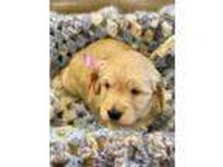 Goldendoodle Puppy for sale in Tarpon Springs, FL, USA