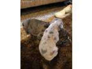 Olde English Bulldogge Puppy for sale in Huntingdon, PA, USA