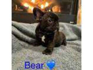 French Bulldog Puppy for sale in Front Royal, VA, USA
